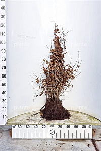  80- 100, W, 1+1 (PER 25, PRIJS/STUK)