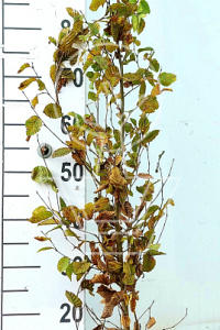  80- 100, W, 1+2 (PER 25, PRIJS/STUK)