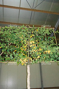  18-20, DR, LEI 180x120