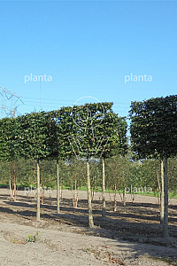  20-25, DR, LEI 180x120