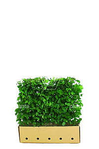 Quick Hedge HAAGELEMENT (L)100x(H)80