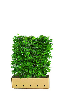 Quick Hedge HAAGELEMENT (L)100x(H)120