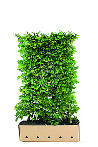 Quick Hedge HAAGELEMENT (L)100x(H)150