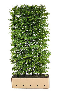 Quick Hedge HAAGELEMENT (L)100x(H)200