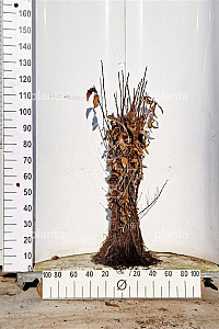  60- 100, W, 1+1 (PER 25, PRIJS/STUK)