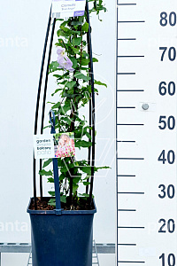  80- 100, C5