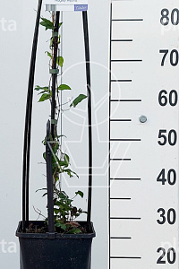  80- 100, C5