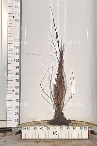  60- 100, W, 1+1 (PER 25, PRIJS/STUK)