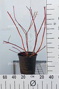 C5, LEV