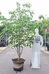 200-250, CONT, MRSTAM