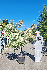 175-200, CONT, MRSTAM