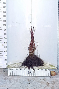  60- 90, W, 1+1 (PER 25, PRIJS/STUK)