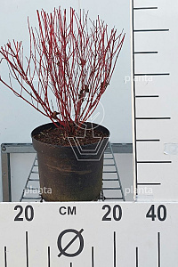 C3, LEV