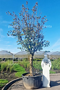  50-60, CONT, OUDE KNOT 