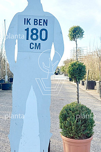 125-150, CONT, TRIOBOL