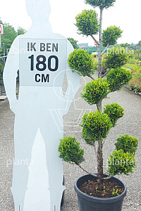 150-175, CONT, POMPON