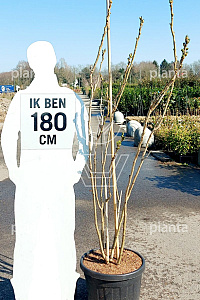 175-200, CONT, MRSTAM