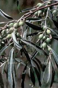  60- 100, W, 1+1 (PER 25, PRIJS/STUK)