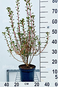  50- 60, C3         