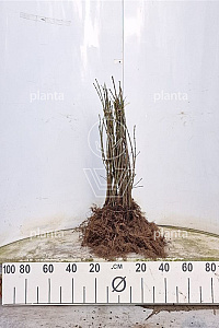  40- 60, W, 1+1 (PER 25, PRIJS/STUK)