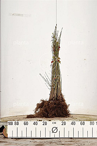  60- 100, W, 1+1 (PER 25, PRIJS/STUK)