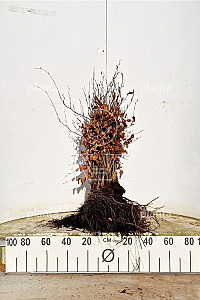  40- 60, W, 1+2 (PER 25, PRIJS/STUK)
