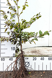  60- 80, W, 1+2 (PER 25, PRIJS/STUK)