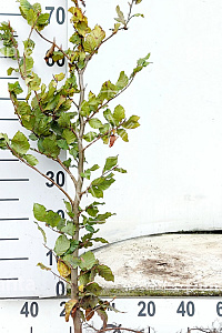  80- 100, W, 1+2 (PER 25, PRIJS/STUK)