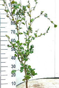 100-125, W, 1+2 (PER 10, PRIJS/STUK)