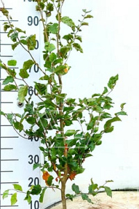 125-150, W, 1+2 (PER 10, PRIJS/STUK)