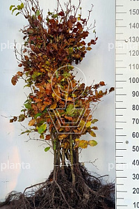 150-175, W, 1+2 (PER 10, PRIJS/STUK)