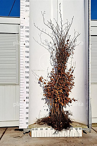 175-200, W, 1+2 (PER 10, PRIJS/STUK)