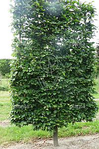  50ST, 18-20, DR, LEI 160X250, MJR