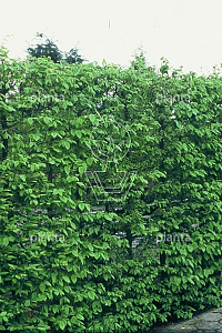 170ST, 18-20, DR, LEI 160X160, MJR