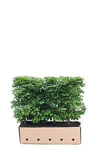 Quick Hedge HAAGELEMENT (L)100x(H)80