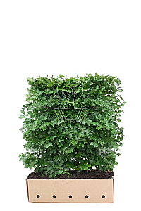 Quick Hedge HAAGELEMENT (L)100x(H)120