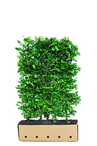 Quick Hedge HAAGELEMENT (L)100x(H)150