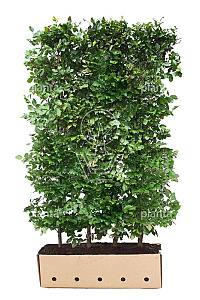 Quick Hedge HAAGELEMENT (L)100x(H)200