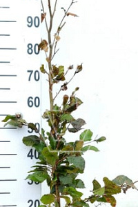 100-125, W, 1+2 (PER 10, PRIJS/STUK)