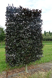  50ST, 18-20, DR, LEI 160X250, MJR