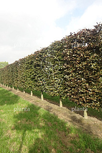  50ST, 20-25, DR, LEI 160X250, MJR