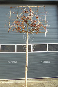  12-14, DR, LEI 150x120