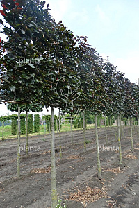 170ST, 18-20, DR, LEI 160X160, MJR