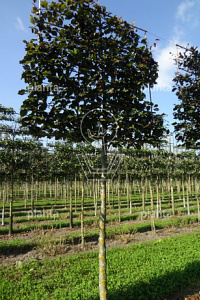 210ST, 18-20, DR, LEI 160X160, MJR