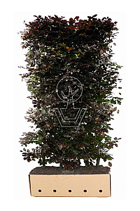 Quick Hedge HAAGELEMENT (L)100x(H)200