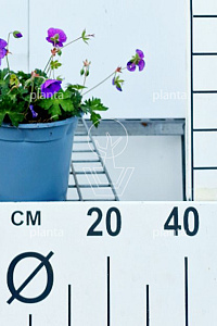 C2, LEV