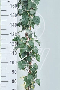 175-200, C5, STOK