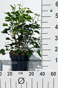  40- 50, C5         