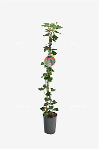  80- 100, C2, STOK