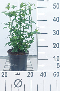  40- 50, C3         